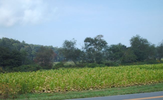 pics 019.jpg
Photo September 10, 2006 by Jeff Weaver.  Tobacco fields were once common in North Carolina's Lost Provinces, however, they are not so much in evidence as they once were.
