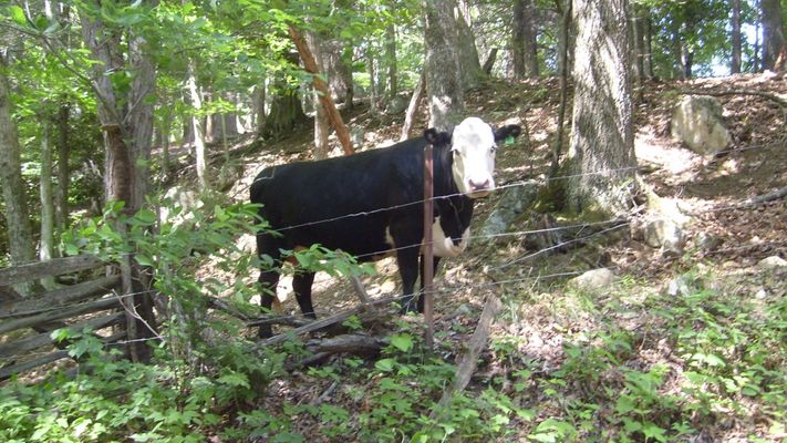 Rocky Hollow - Moo Cow
This cow headed to a wooded section of the lot she was confined to on this hot early June day.  Photo by Jeff Weaver June 8, 2007.
