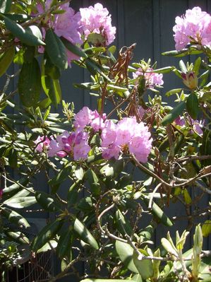 Glendale Springs - Detail of Rhododendron Bloom
[url=http://www.rhododendron.org/]Check out the American Rhododendron Society Website[/url]  Photo May 20, 2007 by Jeff Weaver
