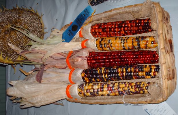 pics 116.jpg
Some Indian Corn exhibited at the 2006 Chilhowie Apple Festival.  Photo September 23, 2006 by Jeff Weaver.
