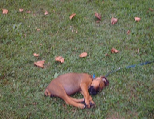 pics 127.jpg
This puppy was photographed at the 2006 Chilhowie Apple Festival.  Poor little fellow was plum tuckered out.
