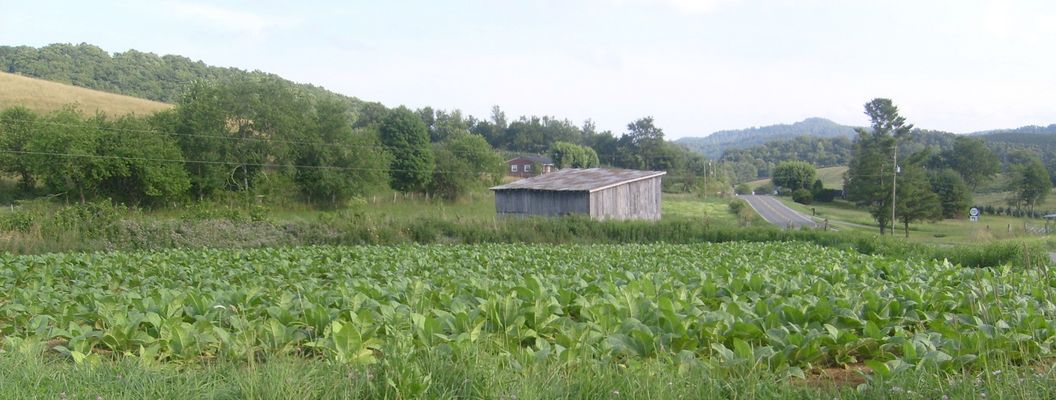 Volney - Tobacco Patch
Burley Tobacco has been a staple of the New River Agricultural economy since the 1940s.  The road in the right of the photo is Virginia 16.  Photo July 11, 2007 by Jeff Weaver.
