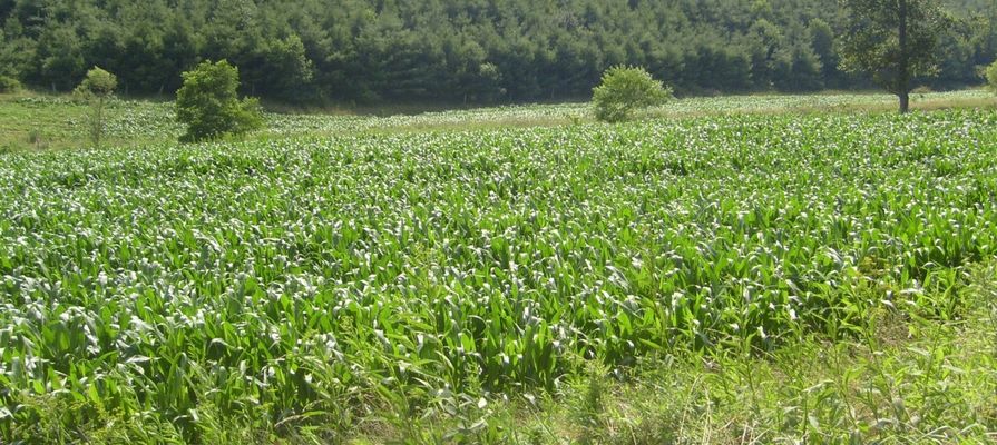 Grassy Creek - Corn Field
Once common in Ashe and surrounding counties, agricultural land is surrendering to christmas trees and resort development.  This example of a corn field was shot on Grassy Creek on July 18, 2007 by Jeff Weaver.
