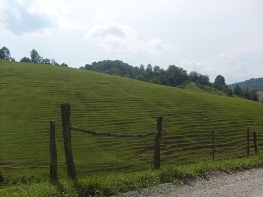 Holly Ridge - Pasture
This photo July 18, 2007 by Jeff Weaver.  It shows a well worn pasture.  Note the slight terracing of the land.  This is caused by cattle walking around the hill, which creates these topography patterns.
