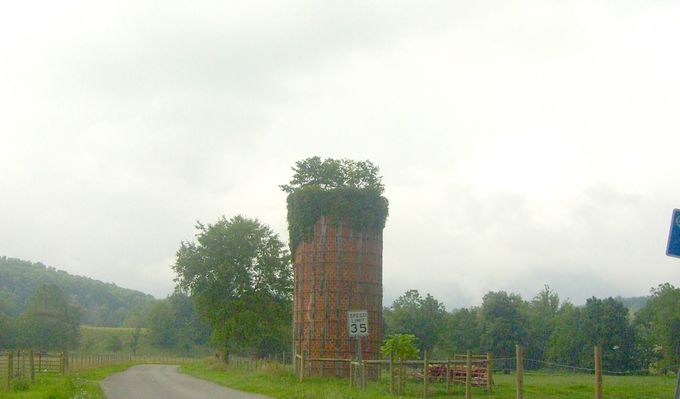 Stoney Battery - Tree - n - a Silo
Yet another tree growing inside an abandoned silo.  Photo July 20, 2007 by Jeff Weaver.
