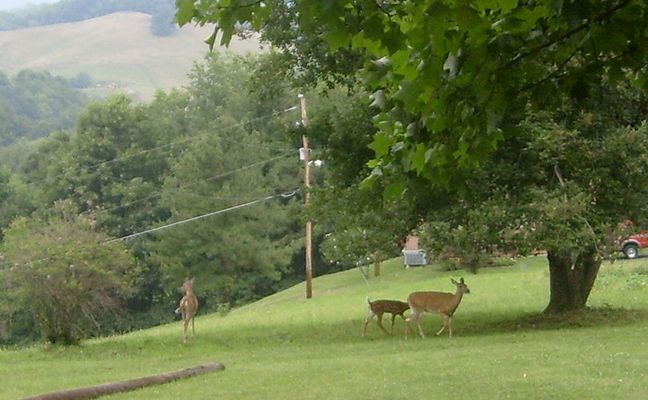 Scratch Gravel - Deer Playing
Photo July 20, 2007 by Jeff Weaver
