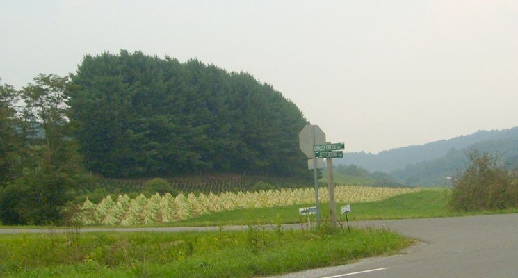 Grassy Creek - Tobacco Harvest Time
Photo by Jeff Weaver September 2007.
