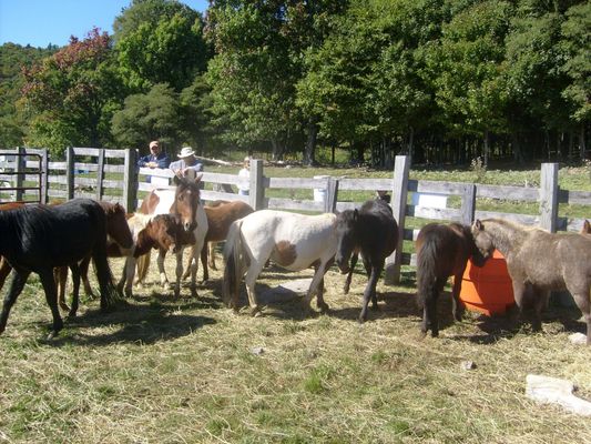 Grayson Highlands State Park - Ponies
This September 29, 2007 photo by Jeff Weaver, sh0ws some of the ponies rounded up for the annual horse auction by the Rugby Rescue Squad for their annual fund raiser and to thin the heard that roams the mountains.
