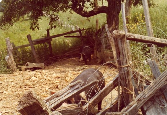 pigs.jpg
A view of a typical hog pen in the area.  Nearly every family kept hogs.  Photo by Jeff Weaver, July 1978
