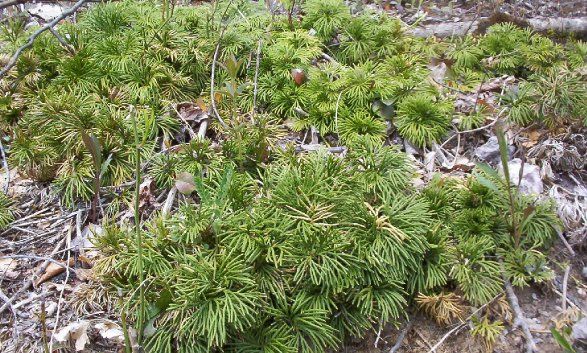 plant.jpg
This is a sample of alpine flora located on Whitetop Mountain.  This image was made of the Smyth county side of the county line by Jeff Weaver, 2003.
