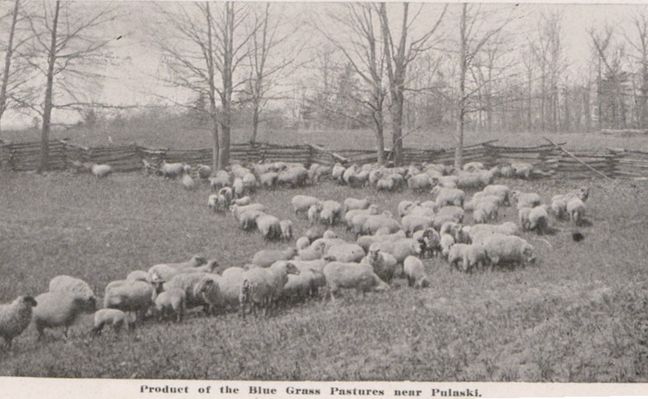 pulaskisheep.jpg
This 1916 photograph shows a sheep farm in Pulaski, Virginia.
