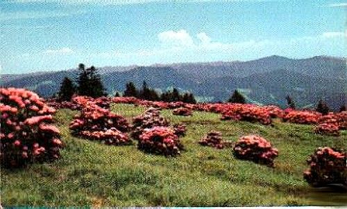 Roan Mountain - Rhododendron
Roan Mountain claims the world's largest display of rhododendron in bloom.  Check out their [url=http://www.roanmountain.com/]Website[/url]  From a 1960s postcard.
