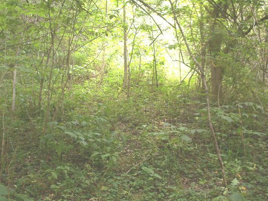 russellcem.jpg
This is the original burial site of Madam Elizabeth Henry Russell.  She was later moved to Aspenvale Cemetery at Seven Mile Ford.  Photo June 2005, by Jeff Weaver
