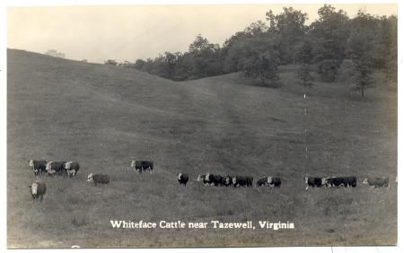 tazewellcattle20s.jpg
This is from a 1920s era postcard.  It shows the typical Appalachian whitefaced cattle.  Whitefaced cattle are generally [url=http://www.ansi.okstate.edu/breeds/cattle/polledhereford/index.htm]Polled Herefords[/url]
