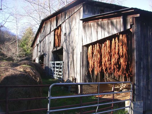 tobaccobarnmofw.jpg
Typical scene in the fall, tobacco is hung in barns to dry until ready for market.
