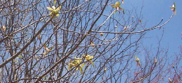 tuliptree.jpg
This image made high on Whitetop Mountain by Jeff Weaver, spring 2003.
