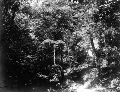 Saltville - White Rock Creek
Dense foliage in Clinch sandstone gorge of Whiterock Creek, one mile north of Maccrady Gap. Abingdon quadrangle. Virginia. No date, but circa 1910.  From the U.S. Geological Survey. 
