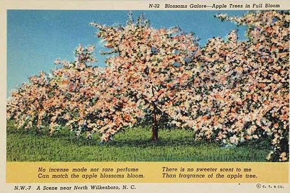 wilkesapples.jpg
The Brushy Mountain section of Wilkes County, next to the Alexander County line, is noted for fruit.  This is a postcard view of apple trees in blossom.
