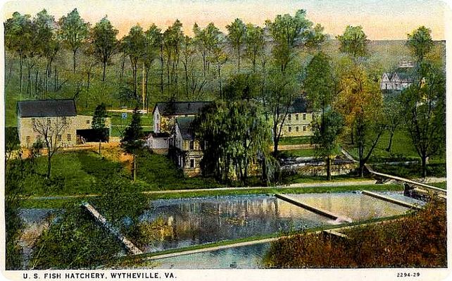 Wytheville - Fish Hatchery
This is a 1922 postcard view.
