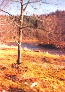 The North Fork of the New River near Weaver's Ford, Ashe County, North Carolina: 
View is looking to the southwest from the east bank of the river
