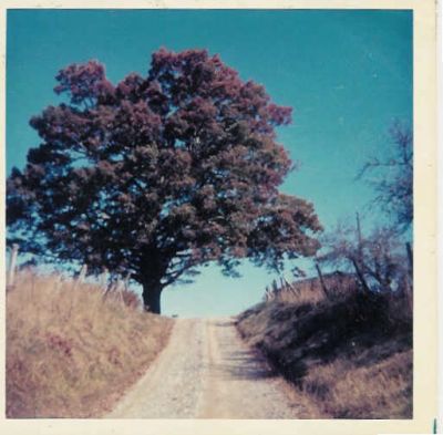 The Big Oak Tree
This oak tree stood at the intersection of Guffy Road (now Big Oak Lane) and Hwy 601, at the farm of Grover Cleveland Russell. Martha Luticia Ross Russell married James Fleming Russell and moved to the farm just after the Civil war and she said that the oak tree was the size of a stove pipe when she moved there. This photo was taken by Pamela Russell Kepley about 1975.
